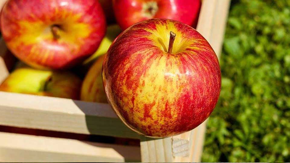 خواص سیب در کاهش وزن