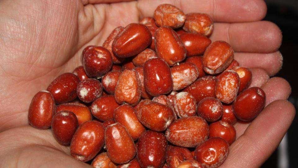 لاغری با سنجد