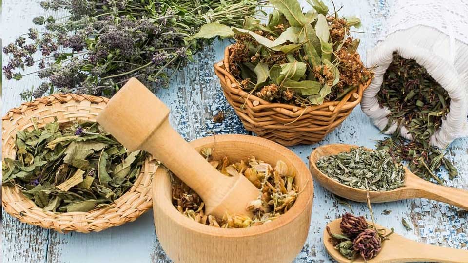 مصرف برگ سنا برای لاغری